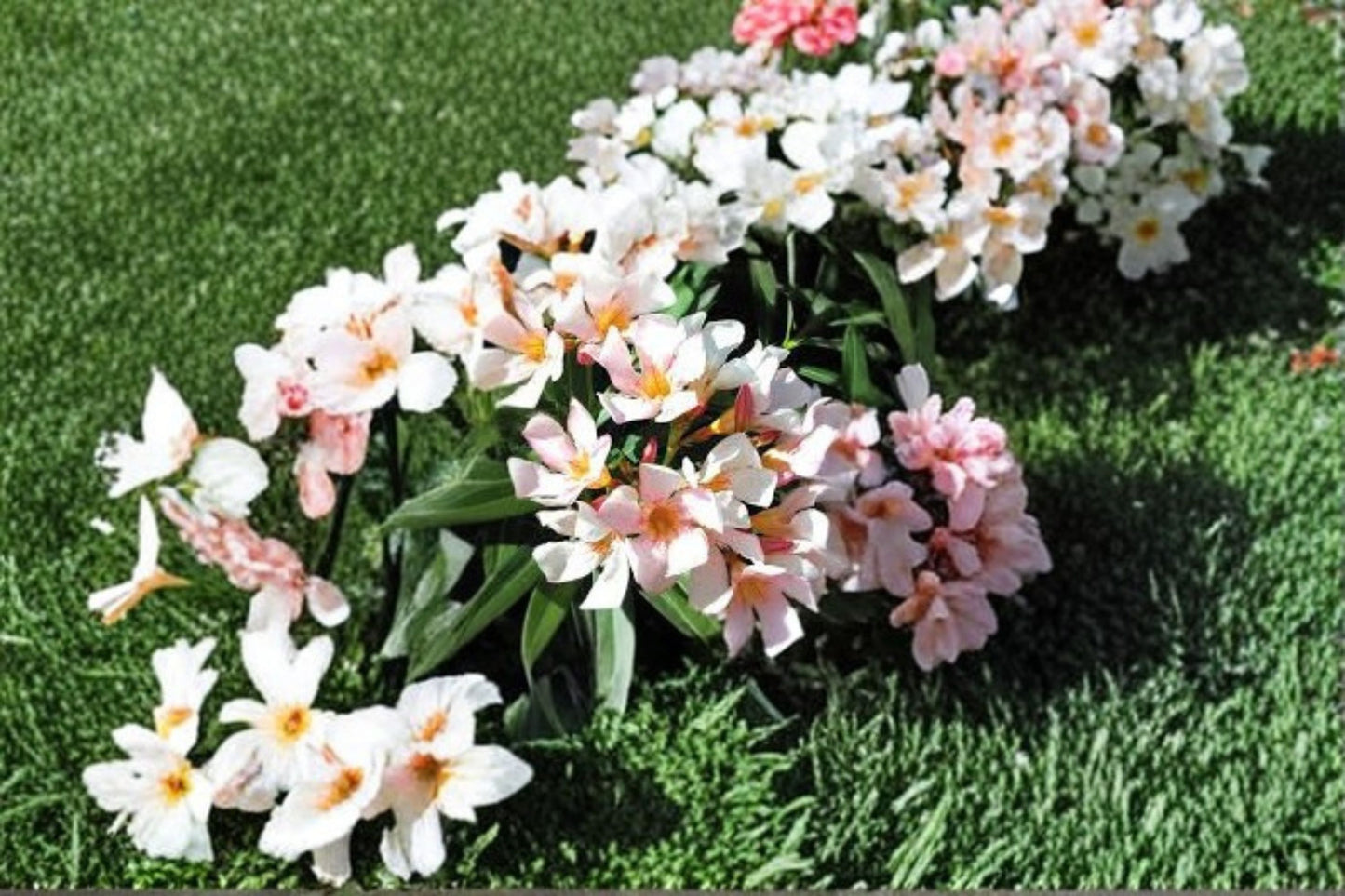 Dwarf Salmon Oleander Live Plant – 5–7" Tall – Nerium oleander