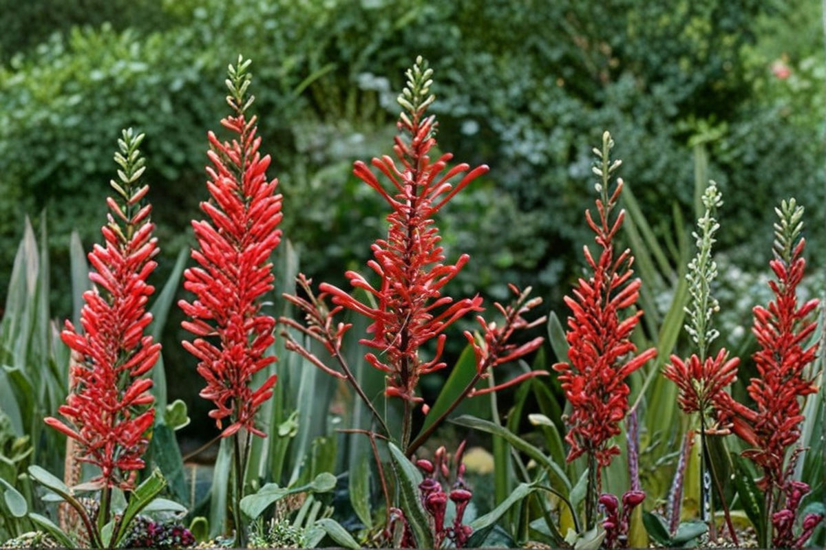 10 Red Firespike Plant Cuttings | 6-12 Inch Unrooted Cuttings | Red Flowering Firespike | Hummingbird & Butterfly Garden | Florida Native