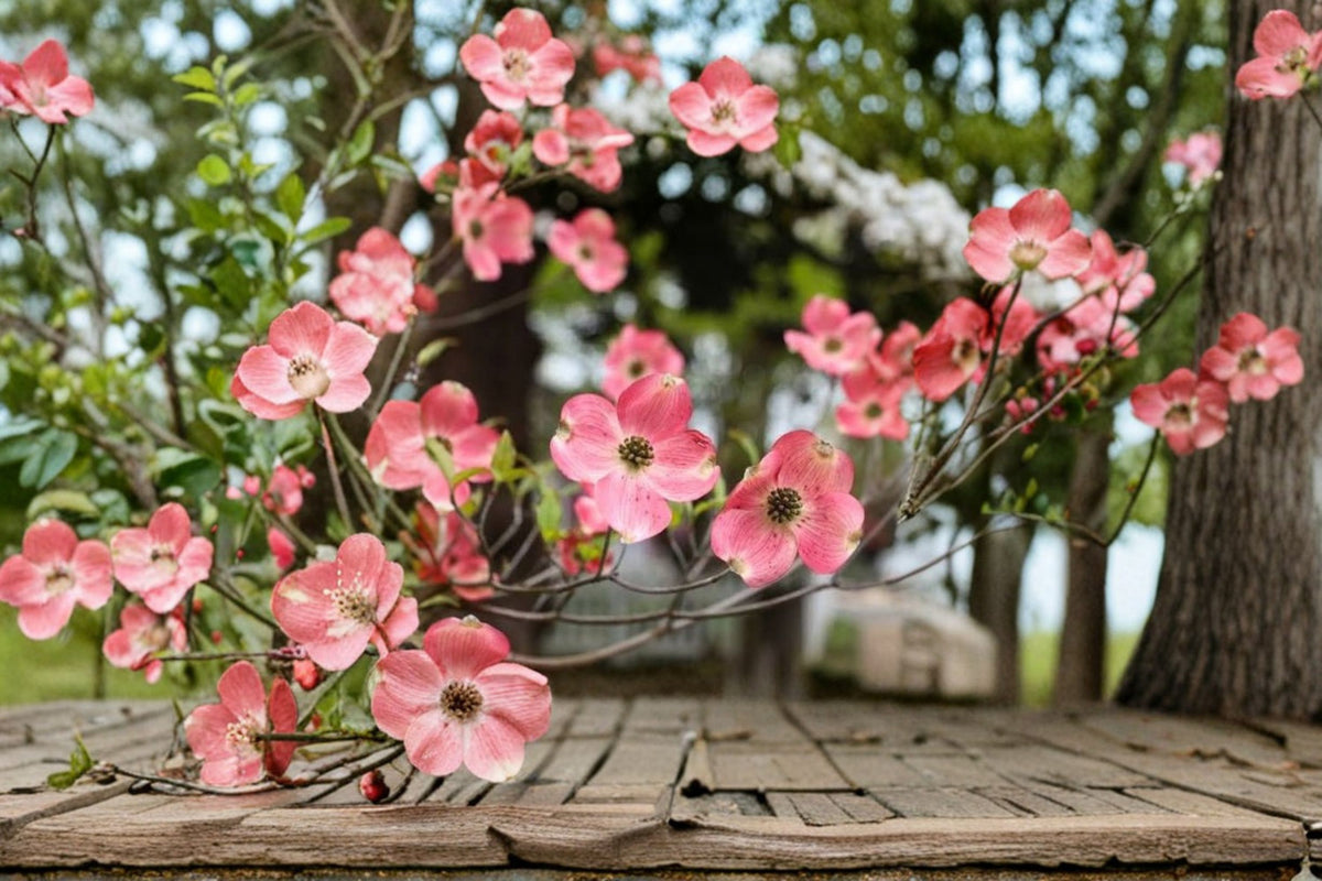 Pink Dogwood Cuttings | 6 Fresh Unrooted Dogwood Tree Cuttings | Deep Pink Flowering Tree | Live Plant Cuttings | Dogwood Propagation