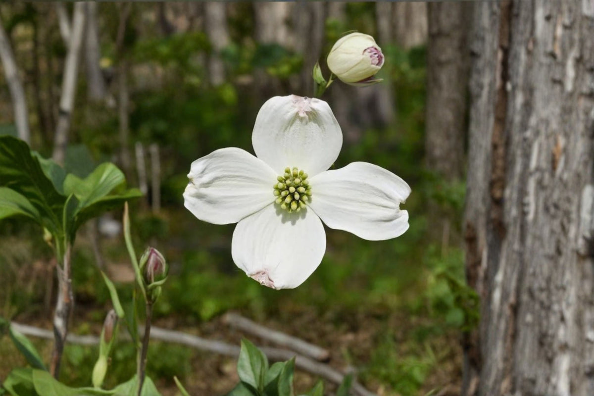 White Flowering Dogwood Live Plant | Cornus florida | 10-16 Inch Tree | Quart Pot | White Flowering Tree | Zones 5-9