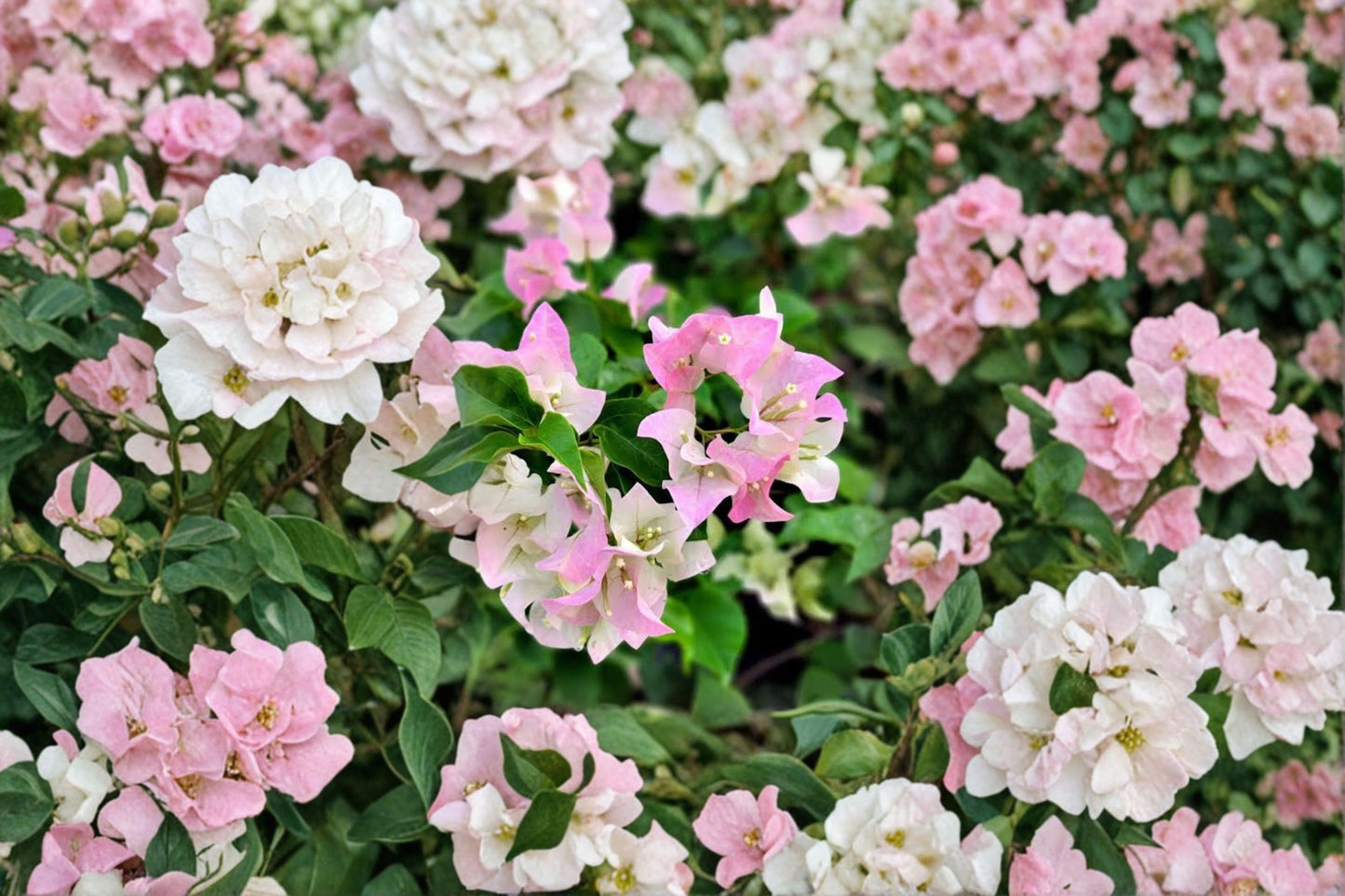 Imperial Thai Delight Bougainvillea Live Starter Plant – Rooted Plug – Bougainvillea 'Imperial Thai Delight'