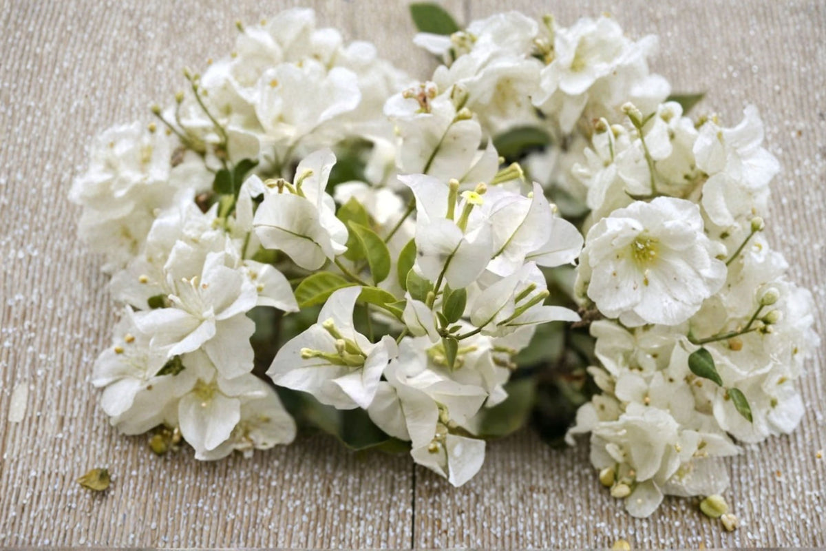 White Bougainvillea Live Plant | White Flowering Vine | Tropical Bougainvillea Plant | 4 Inch Pot | Climbing Patio Plant | Live Vine