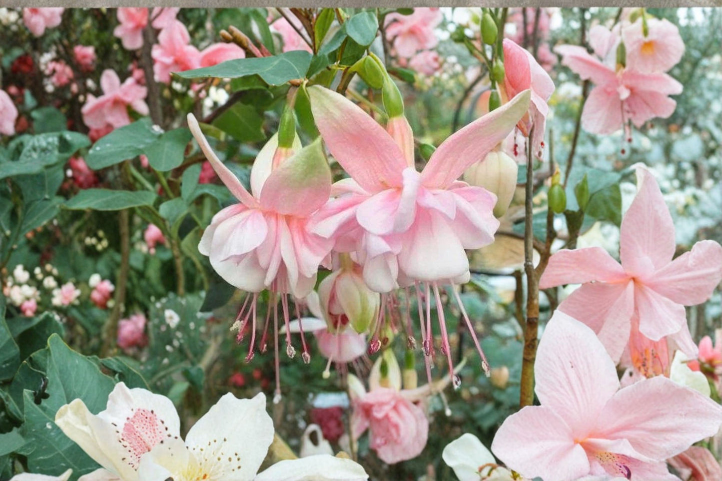 Southgate Fuchsia Starter Live Plant – 3–5" Tall – 5" Pot – Shade-Loving Flowering Plant