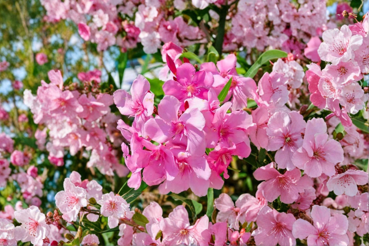 Pink Oleander Live Plant – 4–6" Tall – No Pot – Nerium oleander