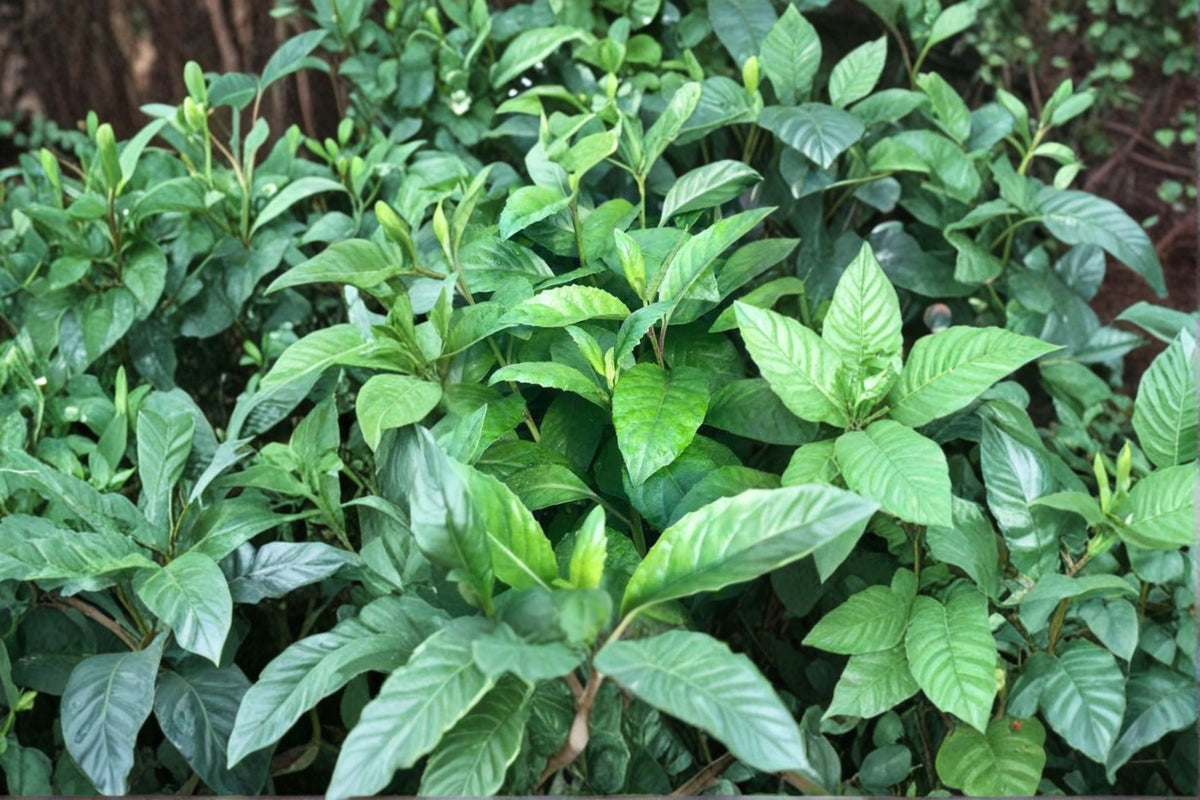 8 Longevity Spinach Cuttings | Gynura procumbens | 6 Inch Edible Herb Cuttings | Tropical Spinach Plant | Live Unrooted Cuttings