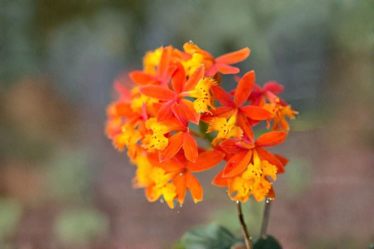 Epidendrum radicans Orange Orchid Cuttings | 2 Live 6-8 Inch Cuttings | Reed Stem Orchid | Orange Flowering Orchid | Orchid Propagation