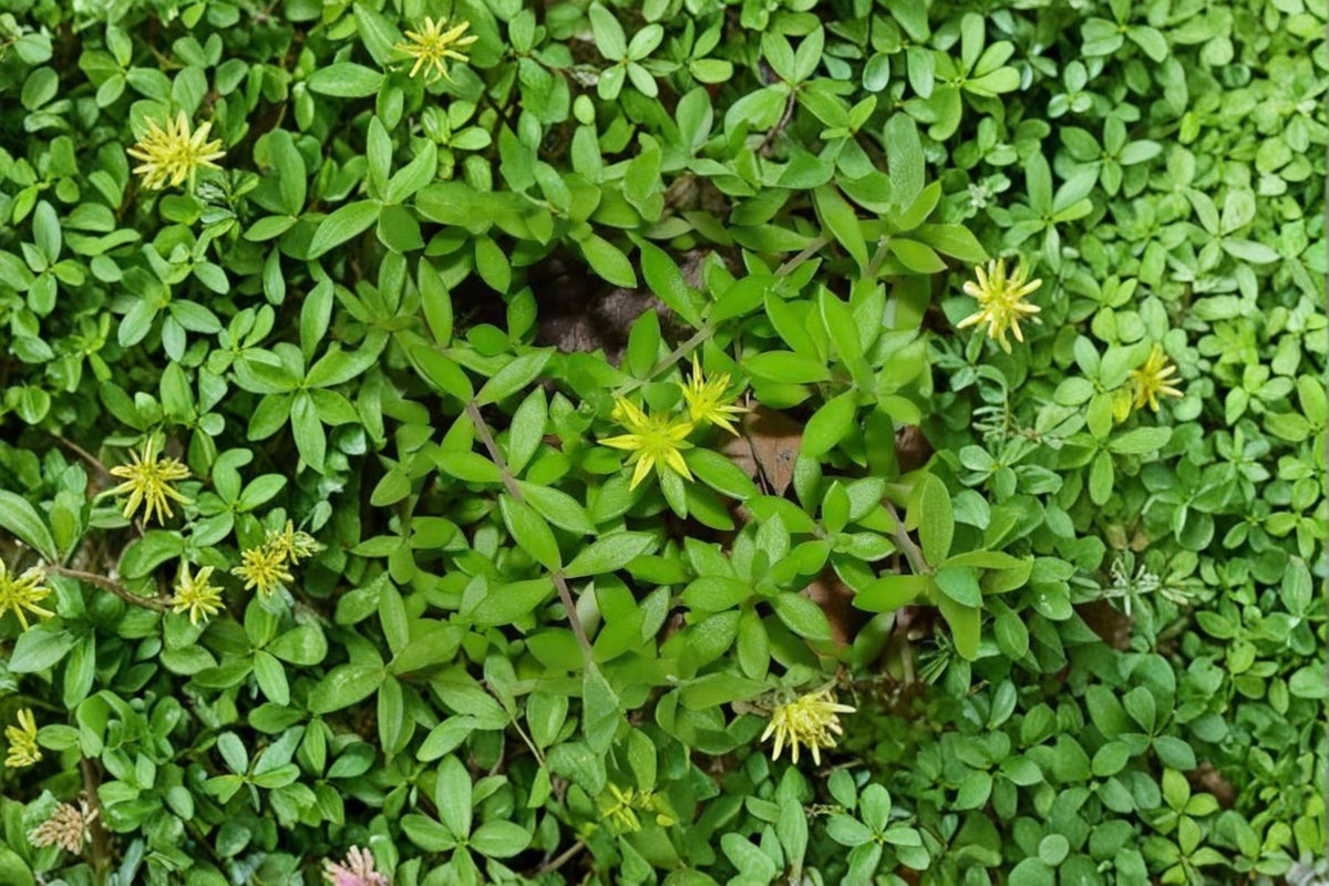 50 Sedum sarmentosum Cuttings | Creeping Stonecrop Live Plant Cuttings | 50 Fresh Unrooted Succulent Cuttings | Ground Cover Plant | No Roots