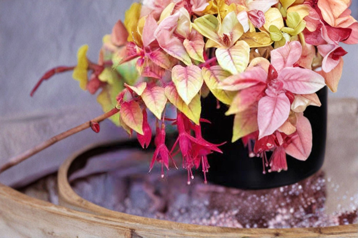 Autumnale Fuchsia Live Plant – 5" Pot – Flowering Ornamental Plant