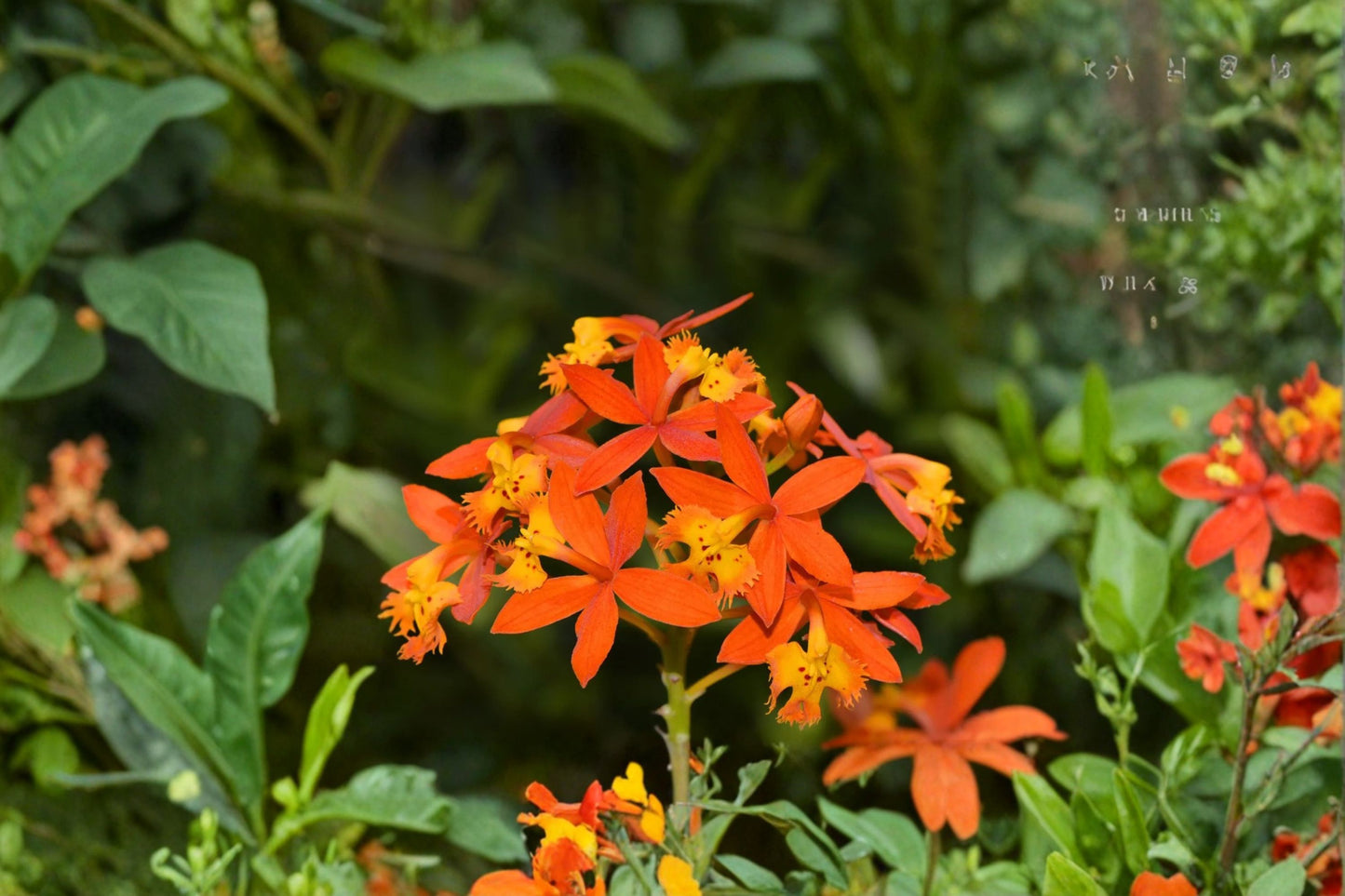 Fire Orchid Live Plant – 4" Pot – Epidendrum radicans (Crucifix Orchid)