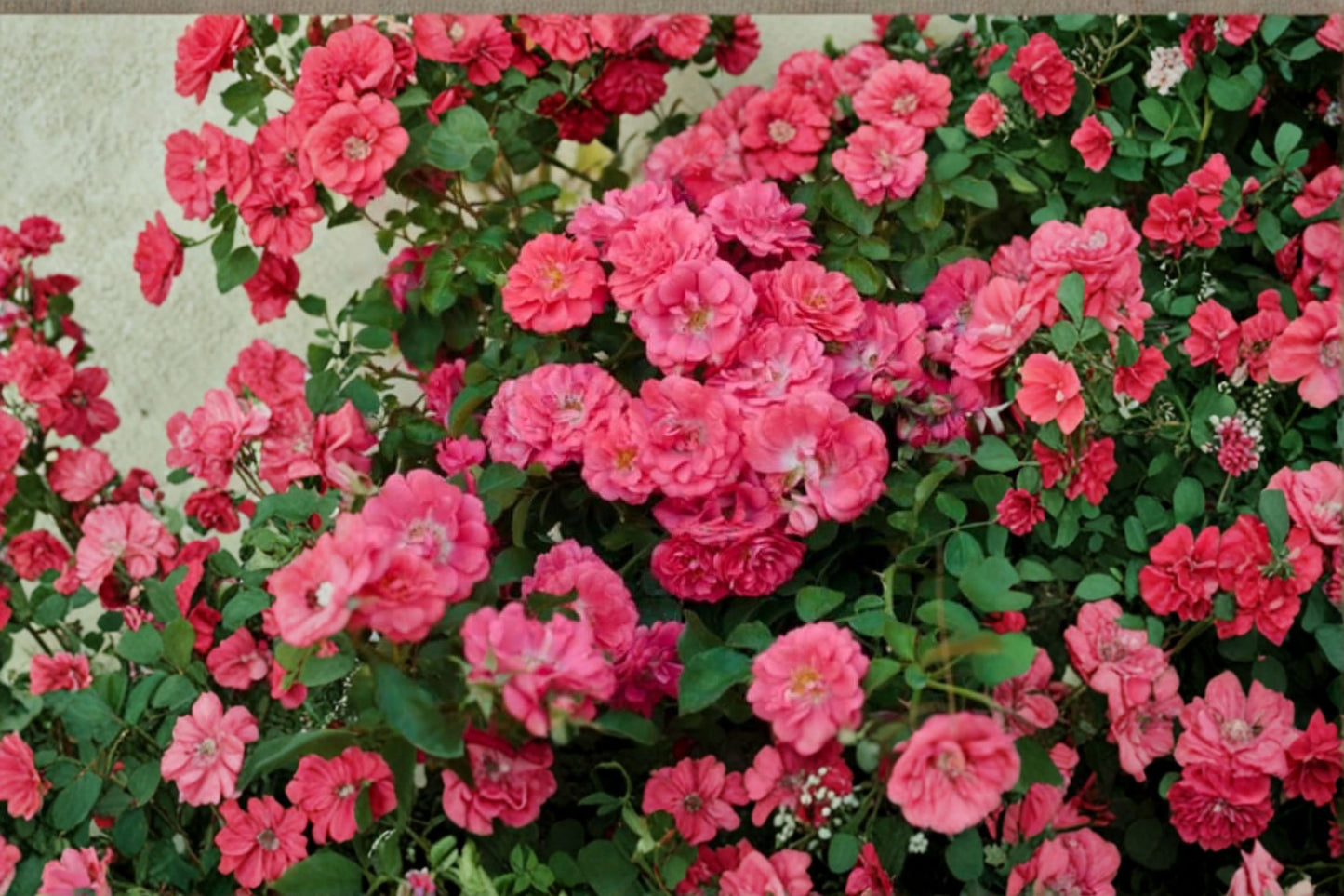 Coral Drift® Groundcover Rose Live Plant – 1 Quart Pot – Rosa 'Coral Drift'