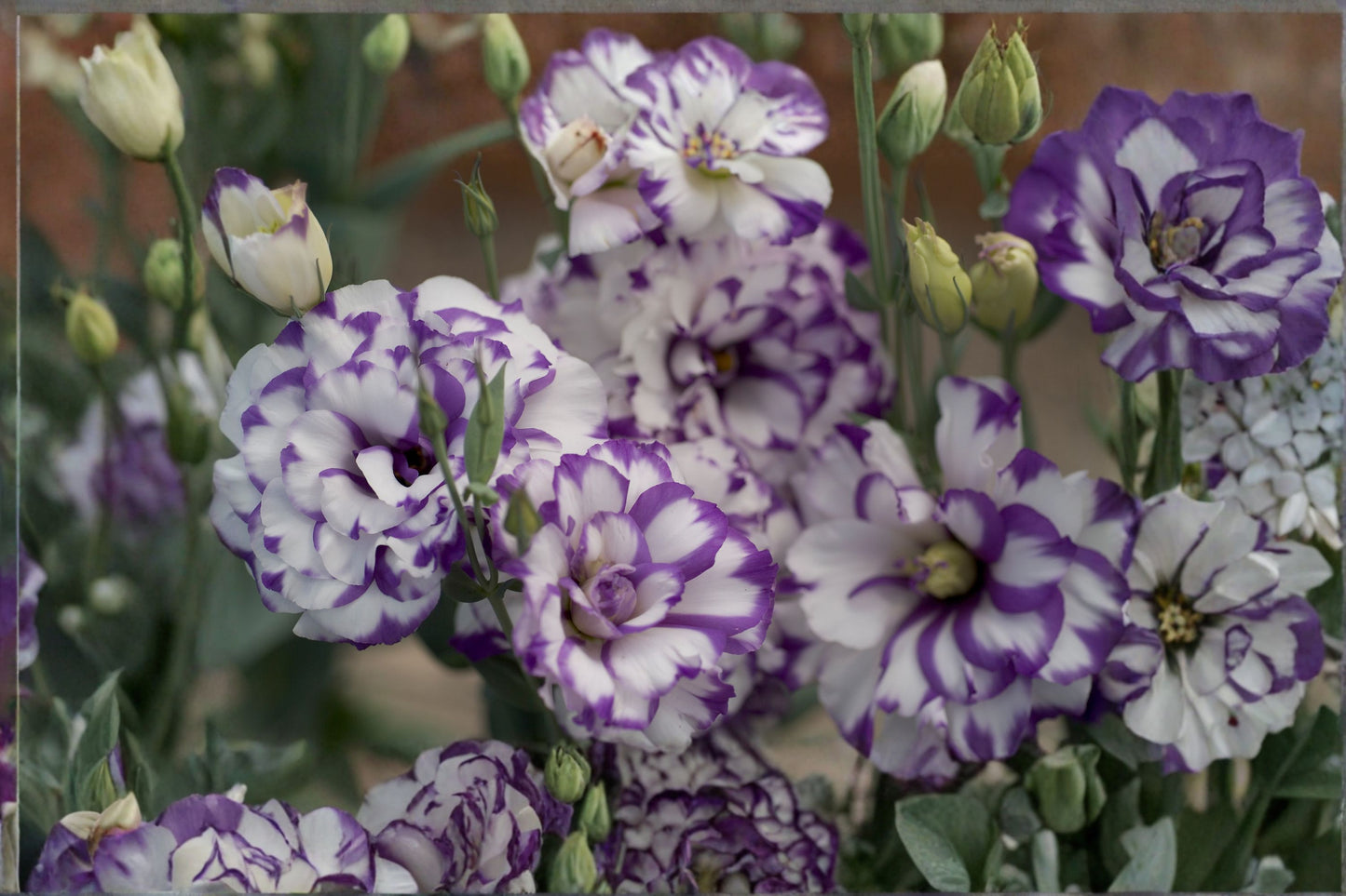 Lisianthus Excalibur Blue Picotee Live Plant – 2" Pot – Eustoma grandiflorum