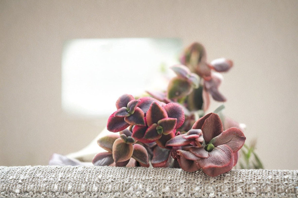 Crassula pellucida ‘Calico Kitten’ Cuttings | Variegated Trailing Succulent | Live Succulent Plant Cuttings | Colorful Crassula | Propagation
