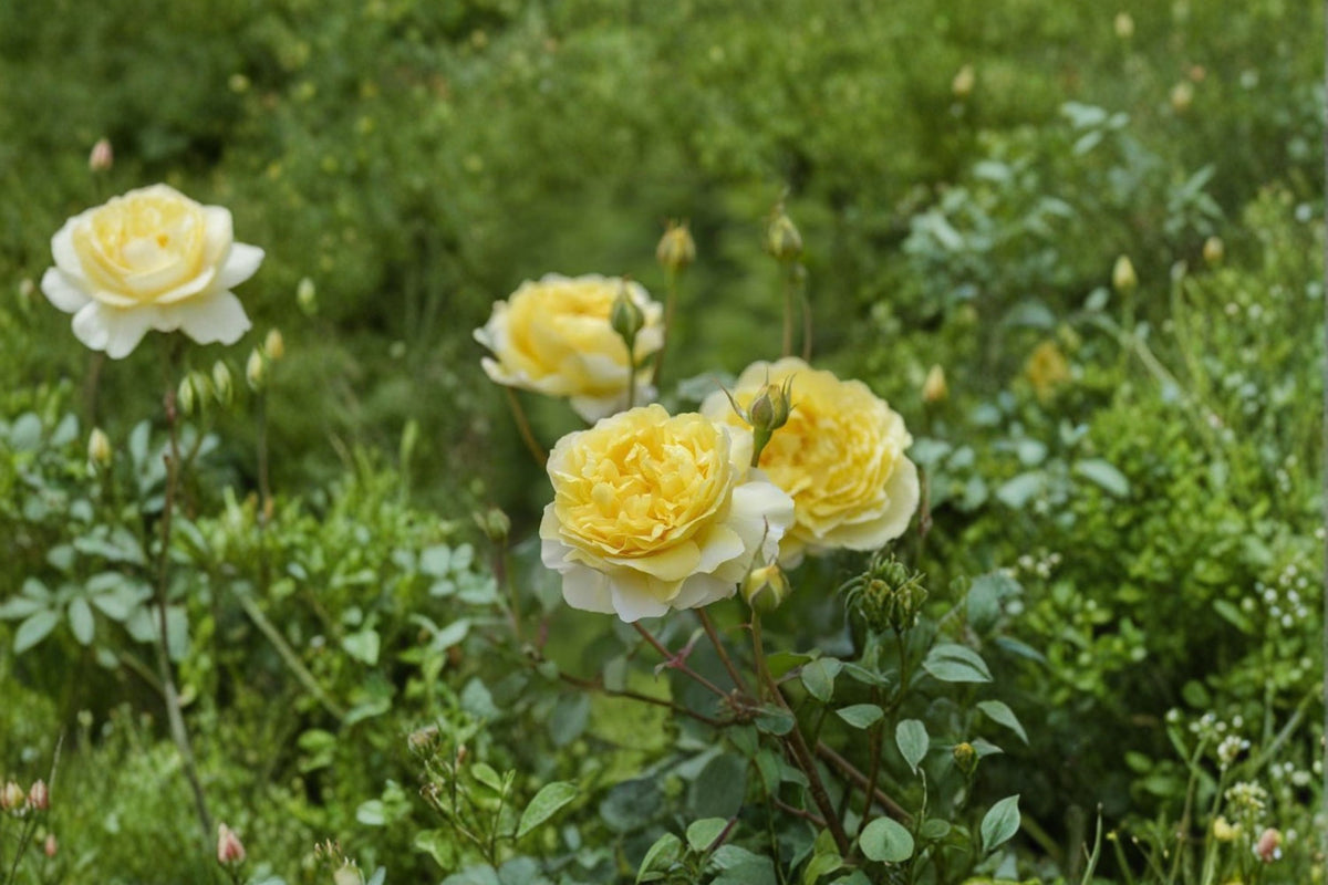 Auswhirl Shrub Rose Cuttings | 3 Fresh Unrooted Rose Cuttings | 6 Inch Live Rose Plant Cuttings | Shrub Rose Propagation