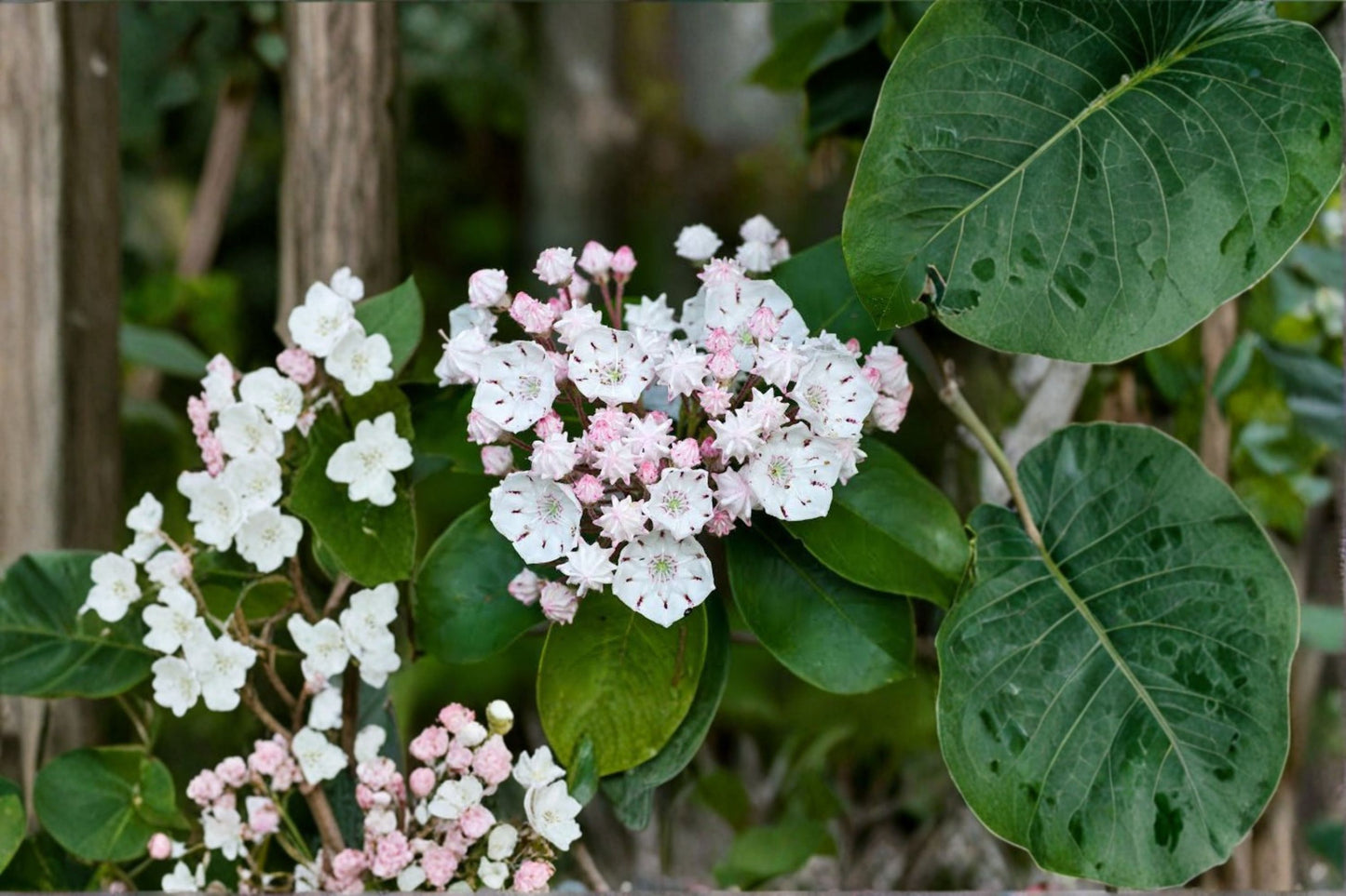 White Mountain Laurel Live Bare Root Plant – 1 Ft+ – Kalmia latifolia