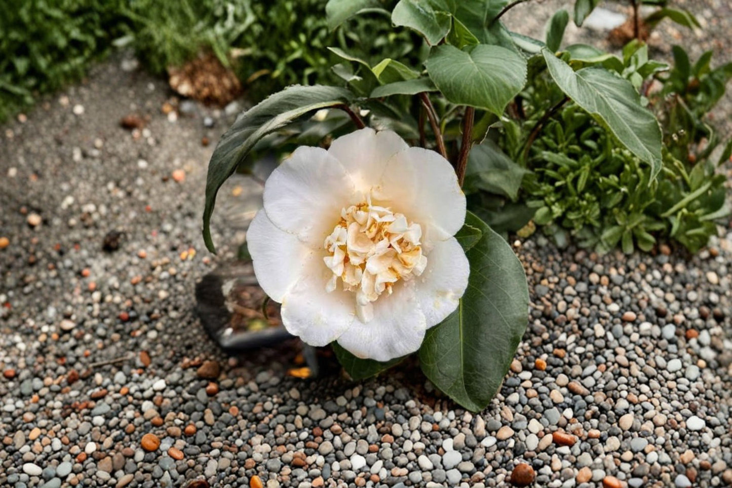Snow Chan Camellia Japonica Live Starter Plant – Unique White Blooms – Camellia japonica 'Snow Chan'