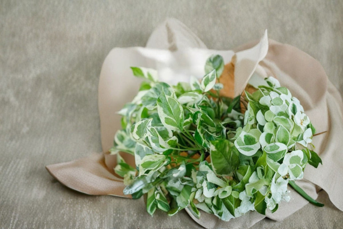 3 Pothos Pearls and Jade Cuttings | Variegated Devil's Ivy | Epipremnum aureum | Live Pothos Cuttings | Indoor Houseplant | Propagation