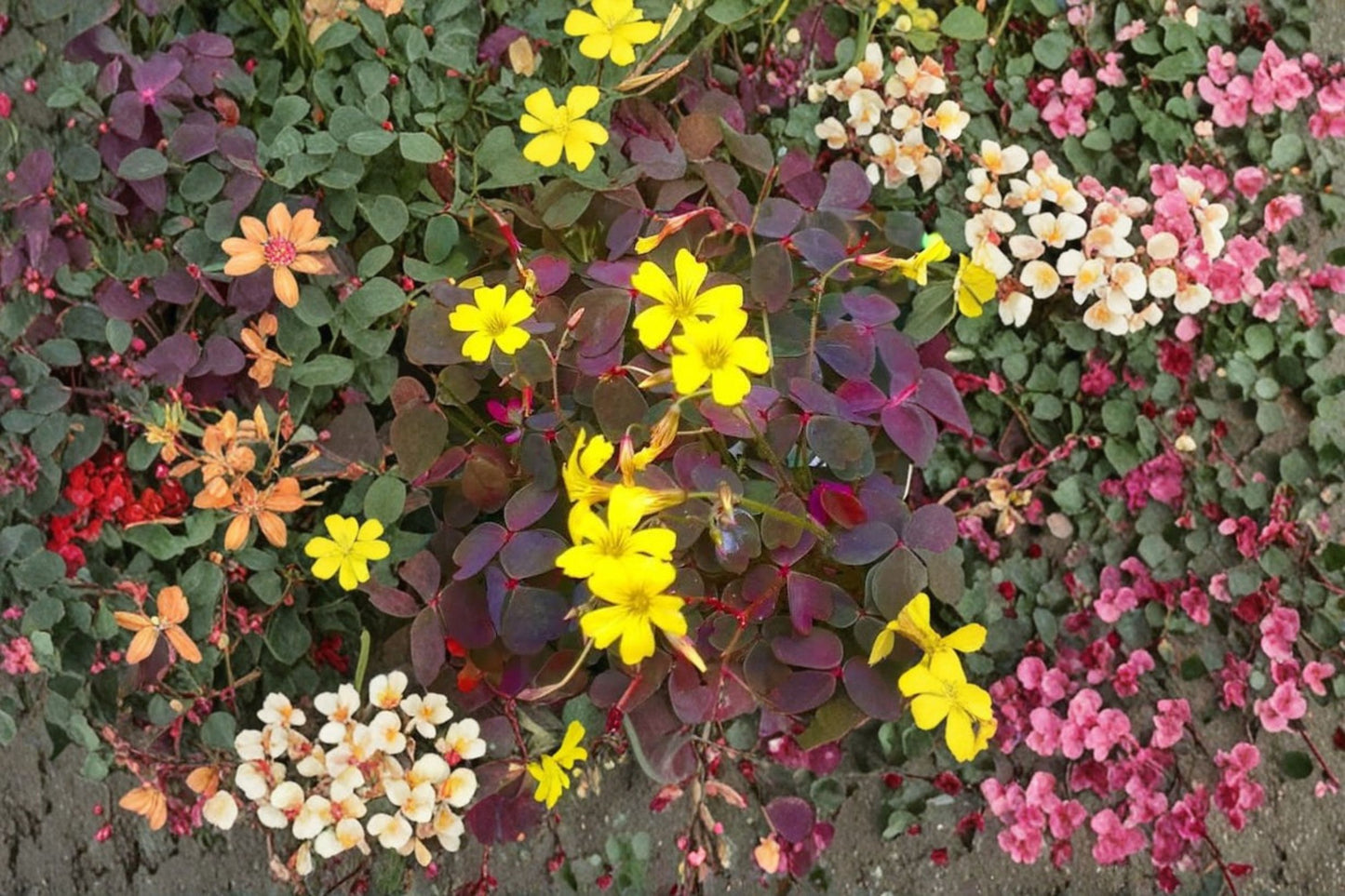 Oxalis Live Plant – Burgundy & Yellow Foliage – 3–4" Tall – 4" Pot – Oxalis spp.
