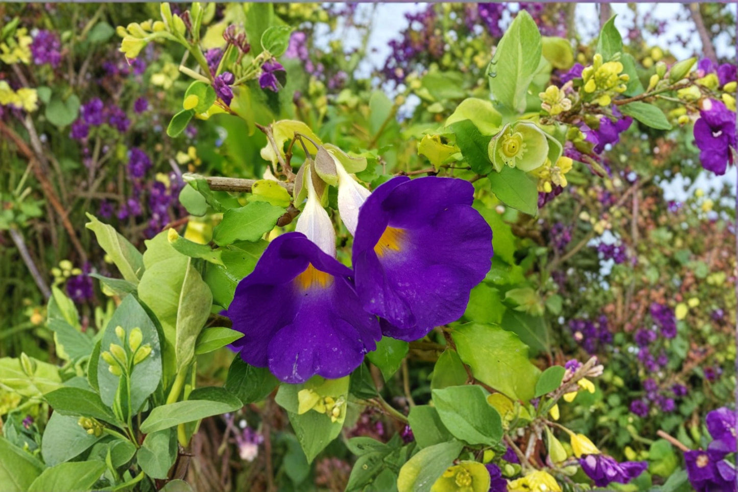 King's Mantle Thunbergia 7 Live Unrooted Cuttings – 6" – Thunbergia erecta