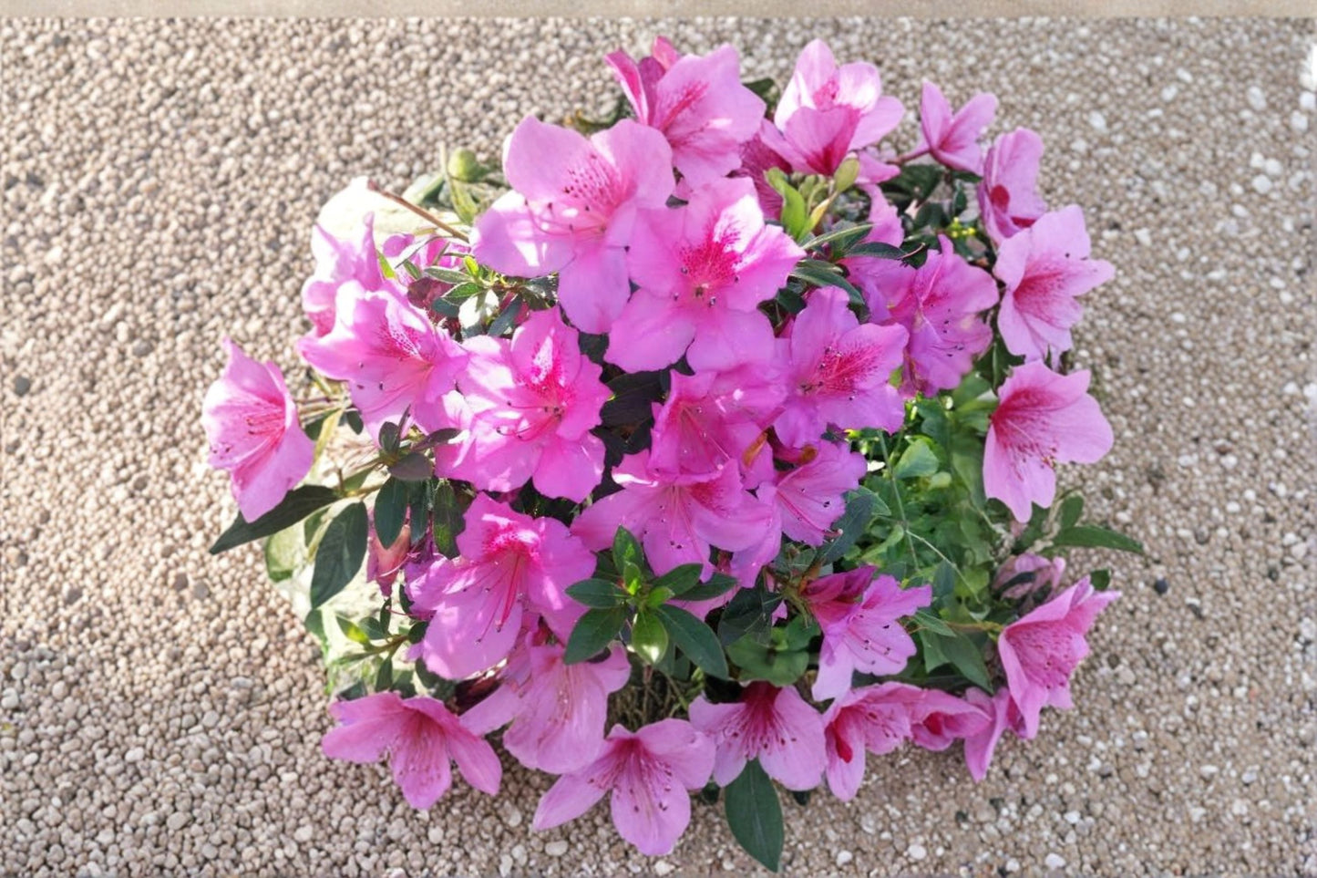 Formosa Lavender Azalea Cuttings – 3 Live Cuttings – Rhododendron 'Formosa' Purple