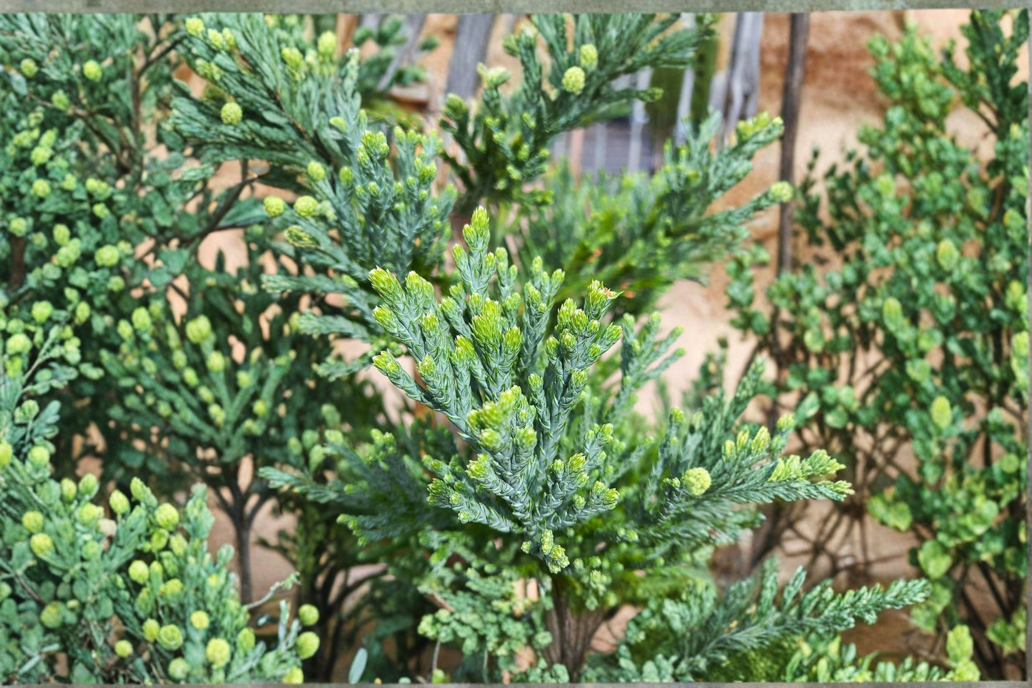 Giant Sequoia 1 Plant – Sequoiadendron giganteum