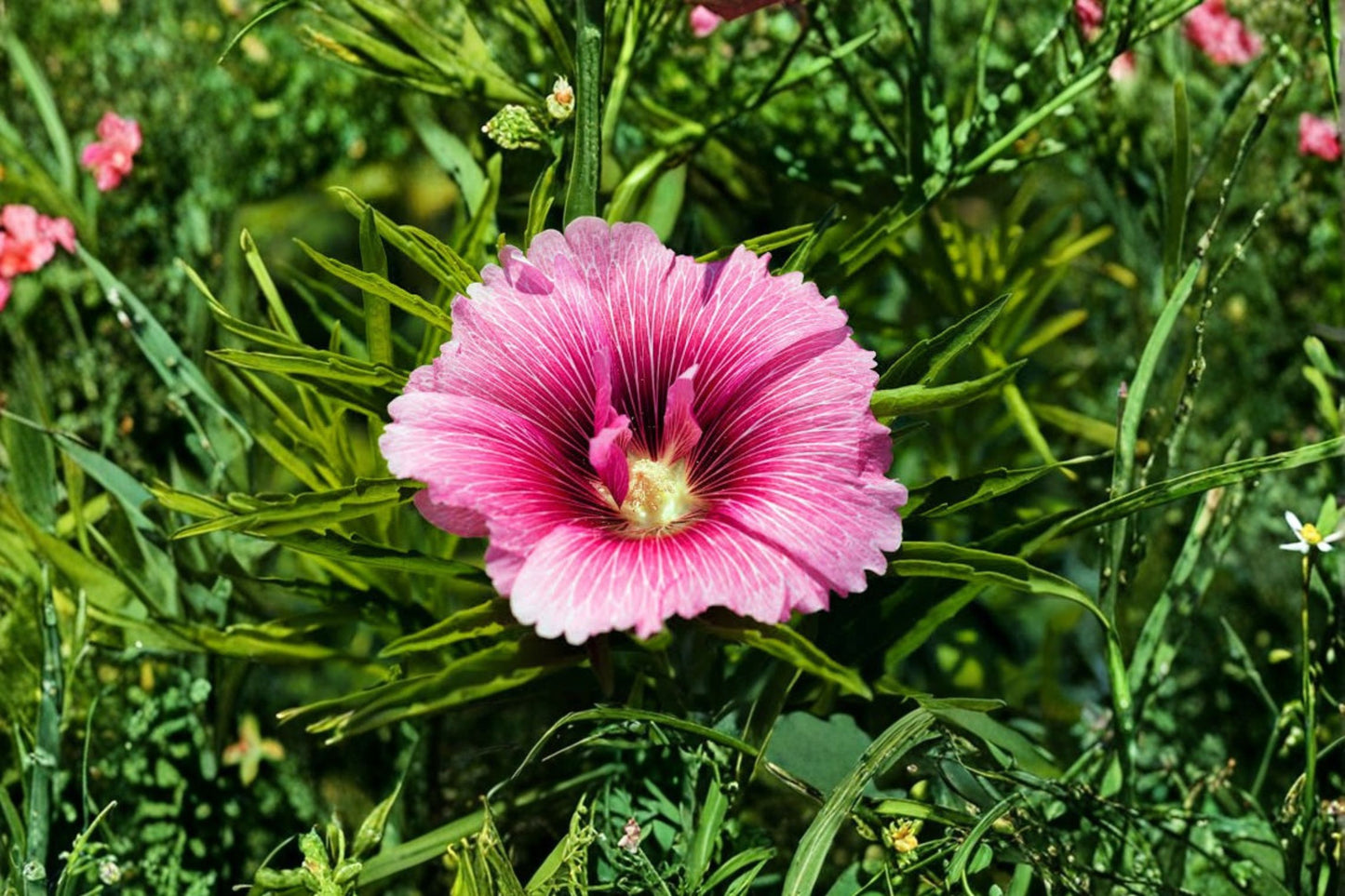 Rose Mallow Live Plant (20+ Inches) – Hibiscus moscheutos