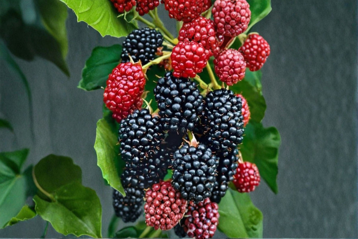2 Osage Blackberry Live Plants | Rooted Blackberry Starters | 4-6 Inch Plants | Edible Berry Fruit Plant | No Pot