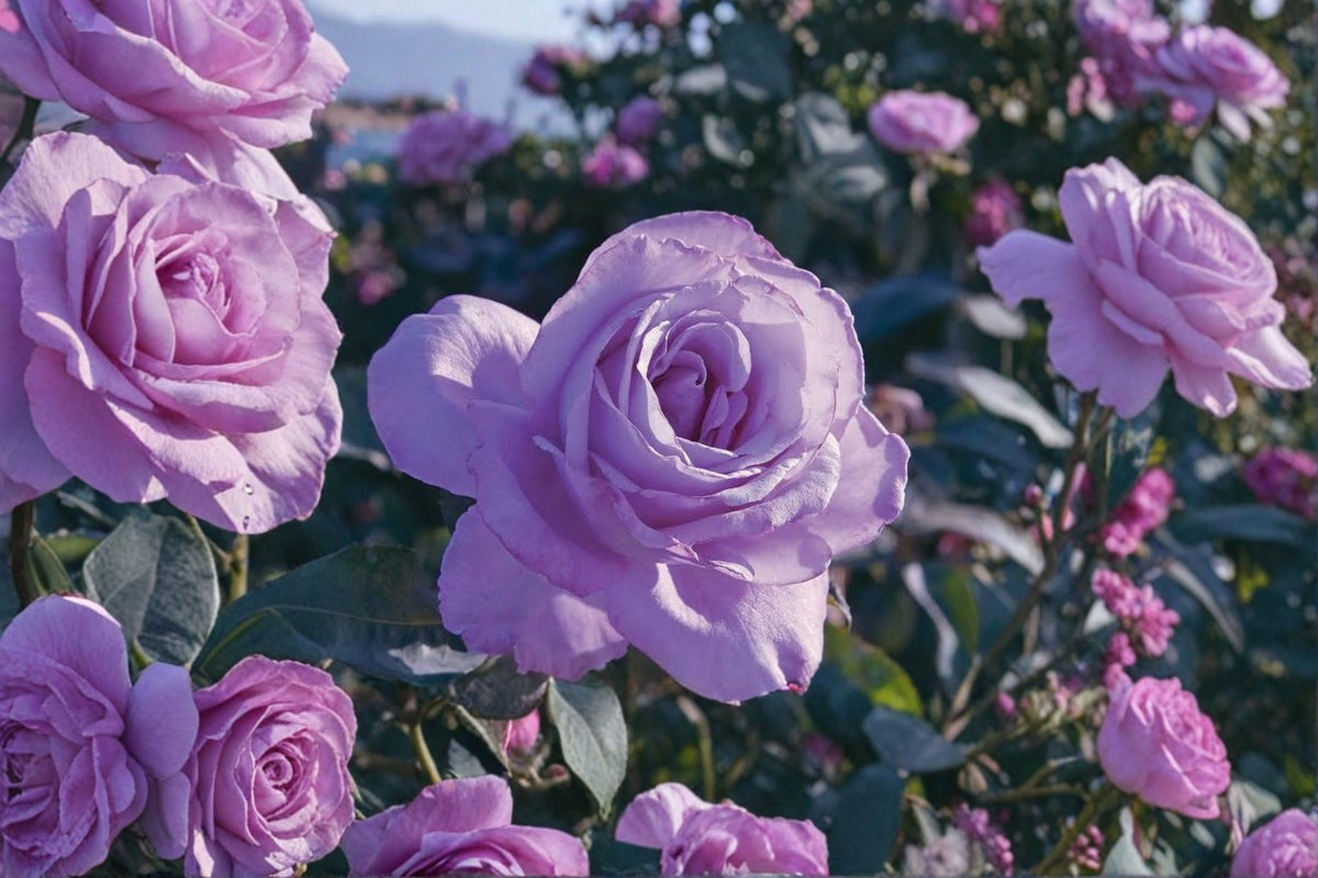 Blue Girl Rose Live Plant | Mauve Lavender Hybrid Tea Rose | Fragrant Double Rose | 4-5 Inch Blooms | Flowering Rose Bush