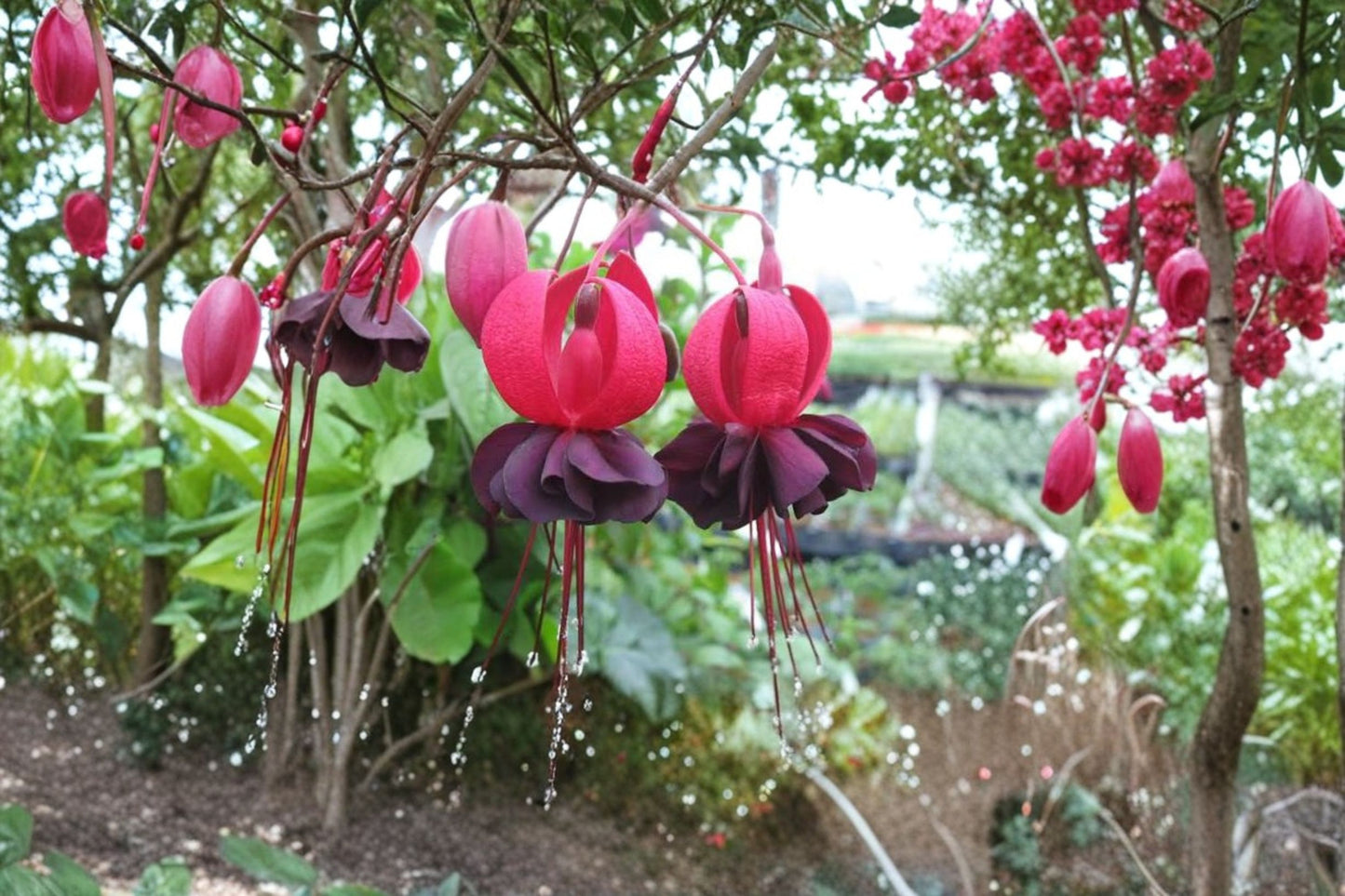 Fuchsia 'Blacky' Live Plug Plant – 1–3" Tall – Trailing Fuchsia – Fuchsia hybrid