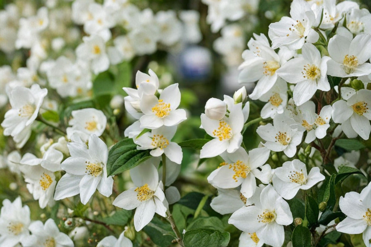 10 Sweet Mock Orange Cuttings | Fresh Unrooted Cuttings | Mock Orange Plant | Flowering Shrub Propagation | Live Plant Cuttings | Rooting