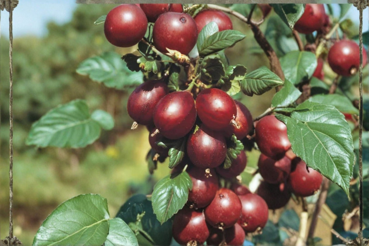 Hinnomaki Red Gooseberry Plant | Rooted Starter Plant | Ribes uva-crispa ‘Hinnomaki Red’ | Edible Fruit Shrub | Zones 3-7