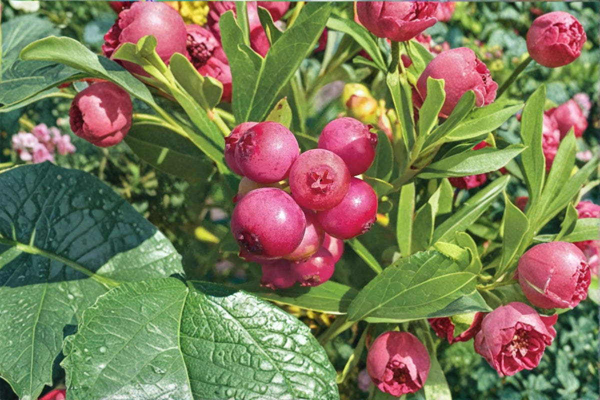 Pink Lemonade Blueberry Live Plant | 4-6 Inch Starter | Vaccinium 'Pink Lemonade' | Edible Berry Shrub | No Pot | Fruit Garden Plant