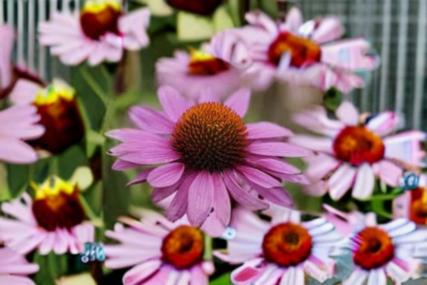 Purple Coneflower Live Plant – 1 Gallon Fully Rooted – Echinacea purpurea