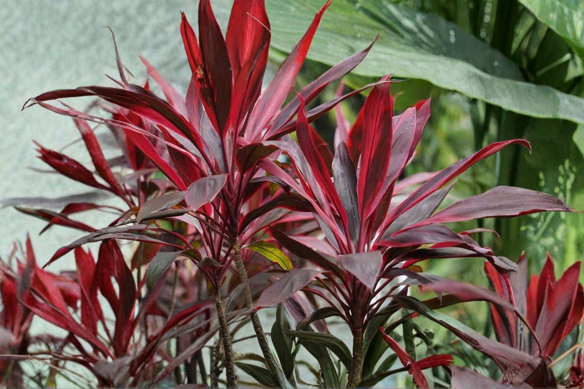 Ti Plant 'Rolly' Live Cutting | 4-6 Inch Starter Cutting | Tropical Cordyline Plant | Live Plant Cutting