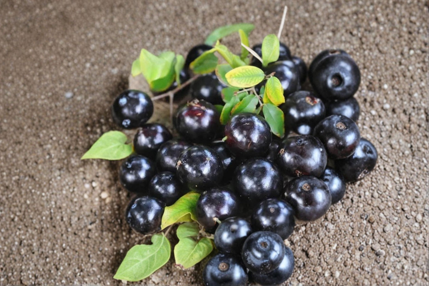 Jaboticaba Live Starter Plant – ~12" Tall – No Pot – Plinia cauliflora Tropical Fruit Tree