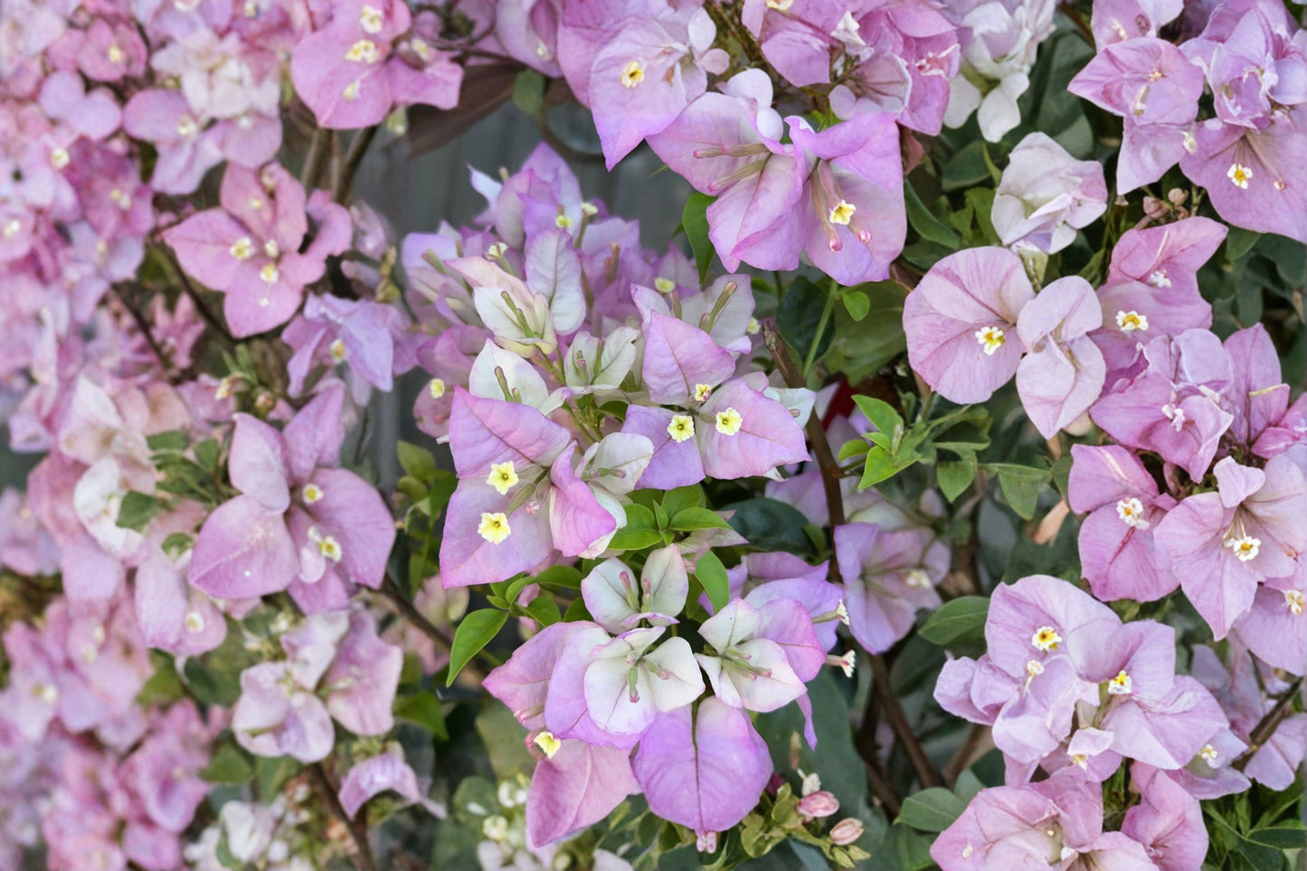 Bougainvillea 'Marlu' Live Plant – 2–3 Gallon – Multicolor Purple & White Flowering Vine
