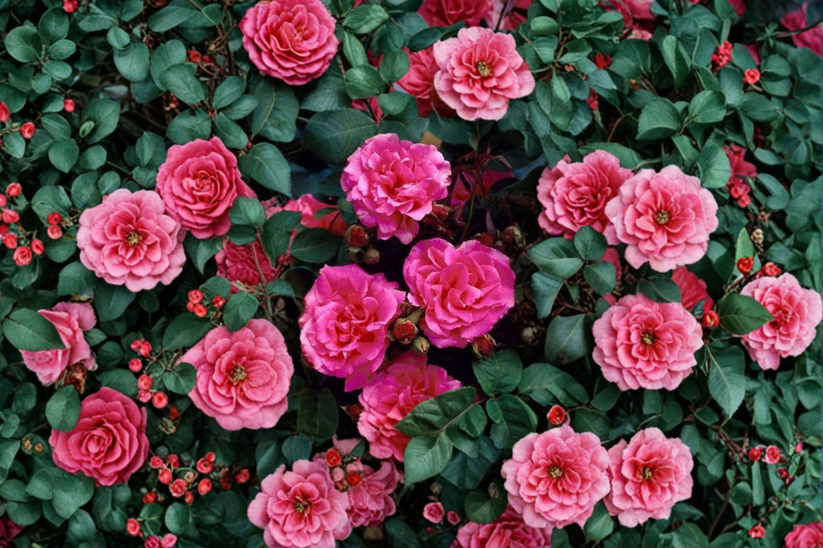 Zephirine Drouhin Thornless Rose Cuttings | 3 Fresh Unrooted Rose Cuttings | 5-8 Inch Live Rose Plant Cuttings | Climbing Rose Propagation