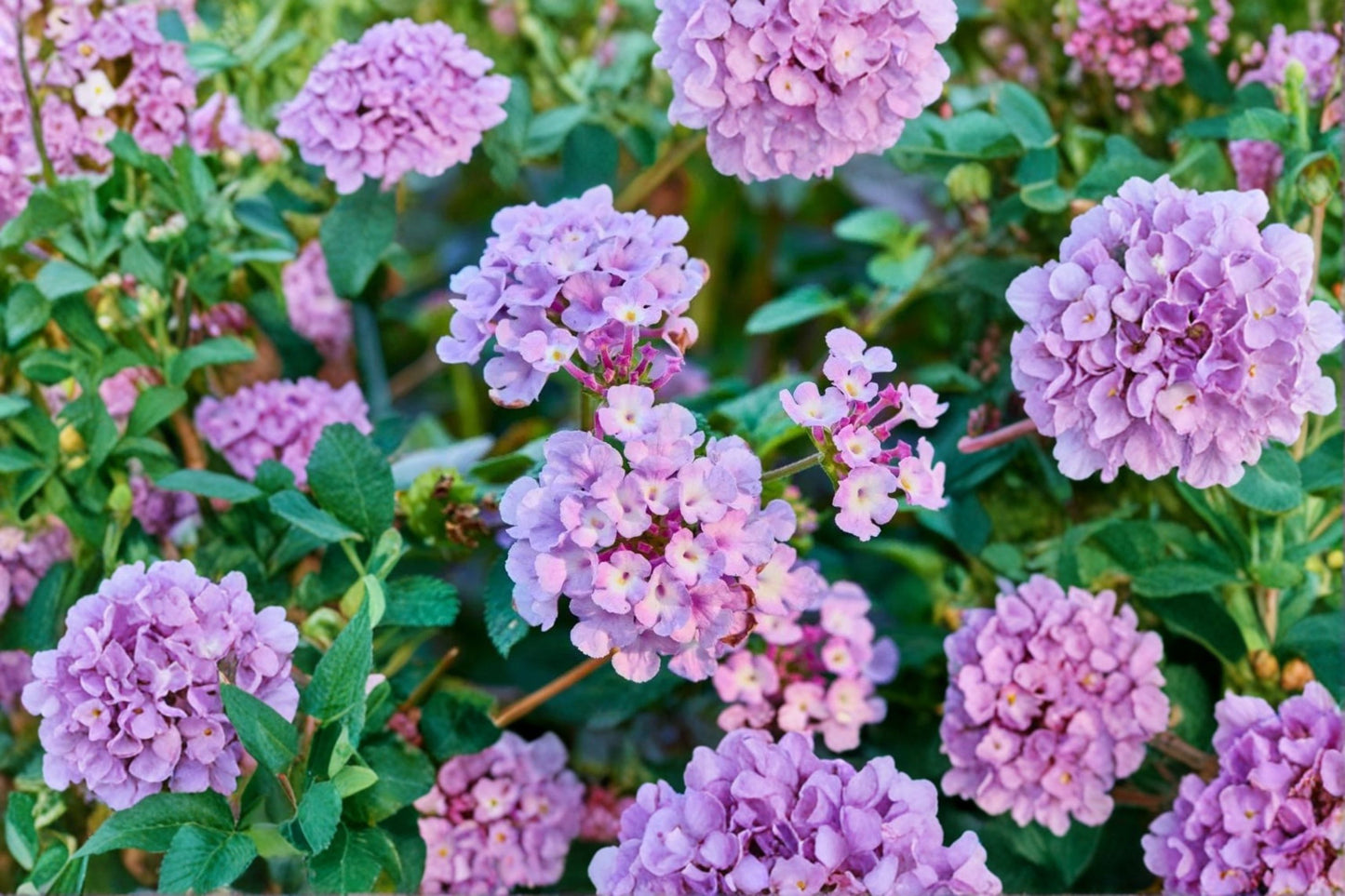 Trailing Lavender Lantana Live Plant – 4" Pot – Lantana montevidensis – Flowering Ground Cover