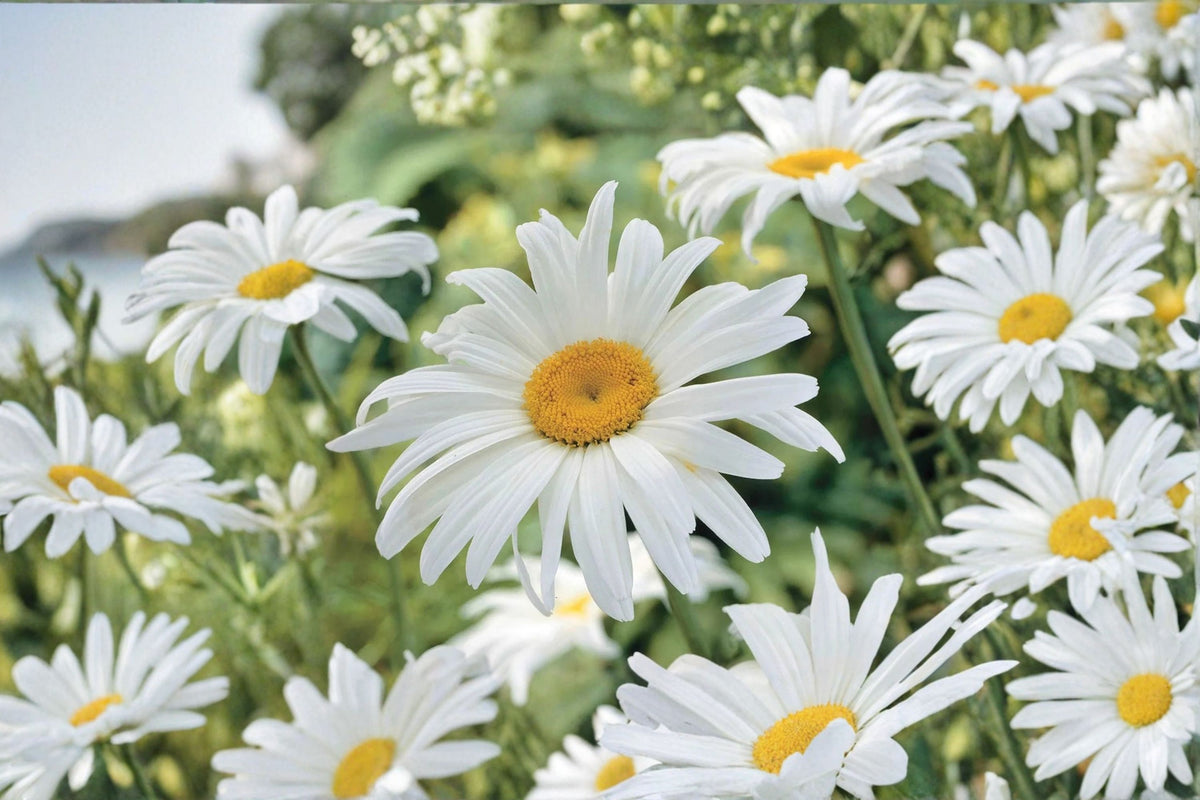 Shasta Daisy Live Plant | Leucanthemum × superbum | White Flowering Perennial | 3 Inch Pot | White Daisy Garden Plant | Perennial Flower