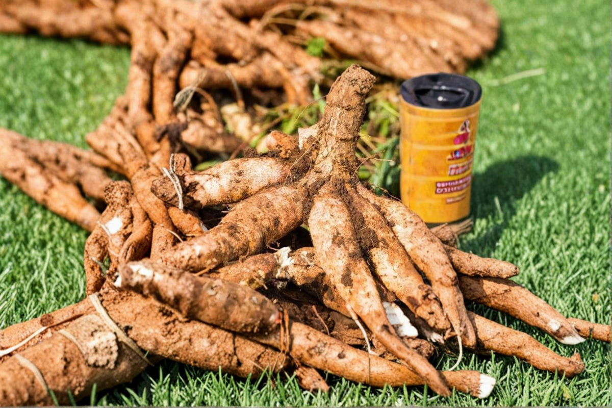 5 Cassava Yuca Cuttings | Manihot esculenta | Sweet Cassava Live Plant Cuttings | 6–8 Inch Unrooted Stems | Tropical Edible Plant