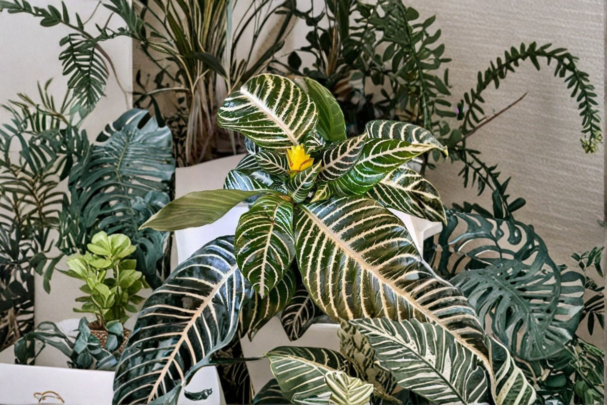 Zebra Plant Live | Aphelandra squarrosa | Zebra Houseplant | Tropical Foliage Plant | Indoor & Outdoor Plant | Live Aphelandra