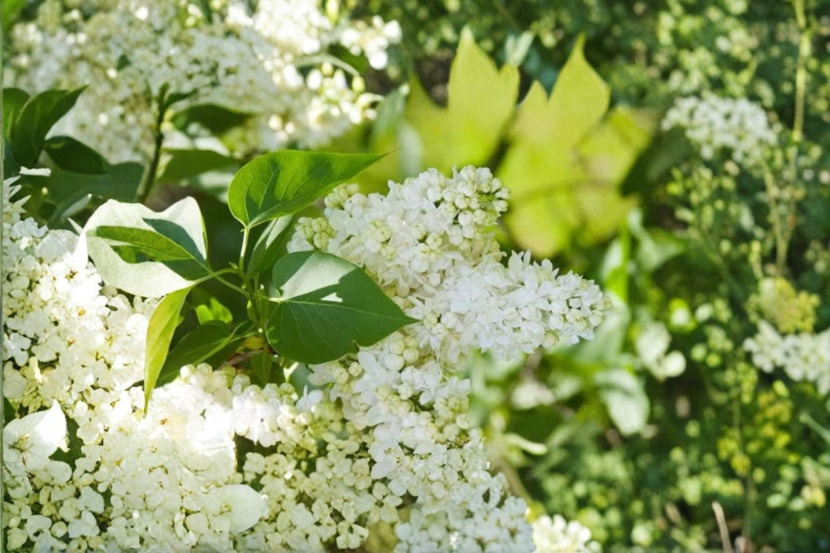 Madame Lemoine Lilac Live Plant | White Double Lilac Shrub | Fragrant Flowering Shrub | Hardy Perennial Shrub | 8 Inch Plant | Zones 3-7