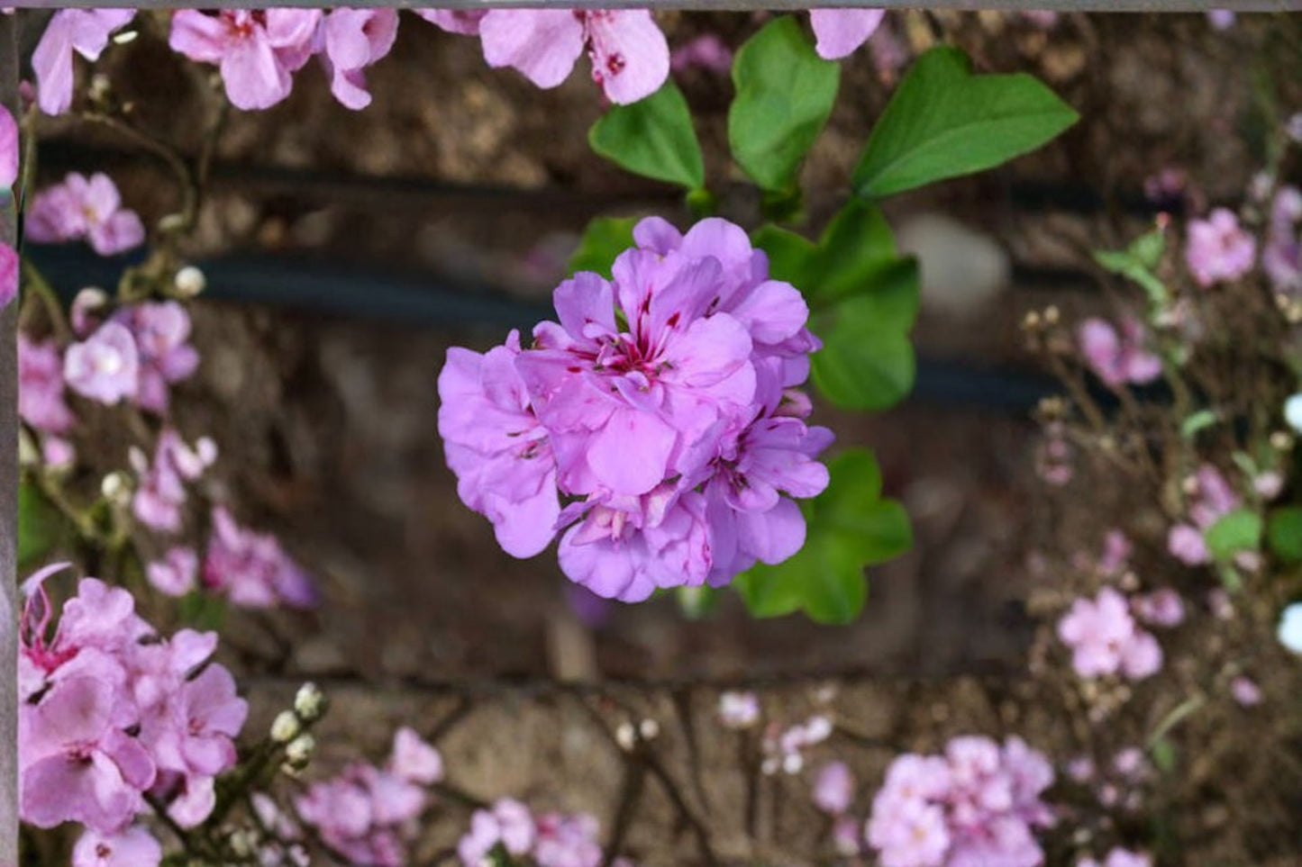 Great Balls of Fire® Lilac Ivy Geranium Live Plug Plant – 1 Plant – Pelargonium peltatum