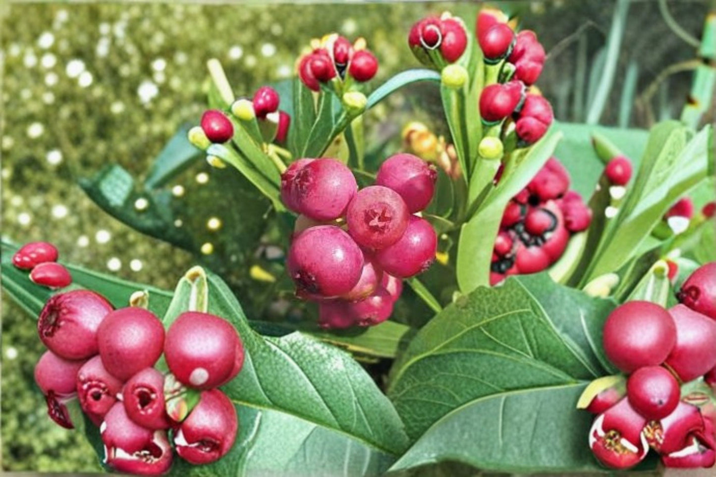 Pink Lemonade Blueberry 10 Plants – Vaccinium 'Pink Lemonade'