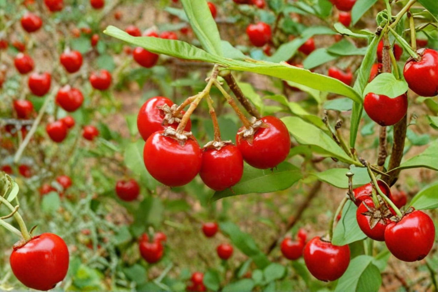 Barbados Cherry Tree Live Starter Plant – Acerola Cherry – Malpighia emarginata