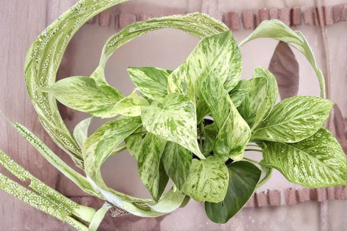 10 Marble Queen Pothos Cuttings | Variegated Pothos Live Cuttings | Fresh Houseplant Cuttings | Epipremnum aureum | Plant Propagation