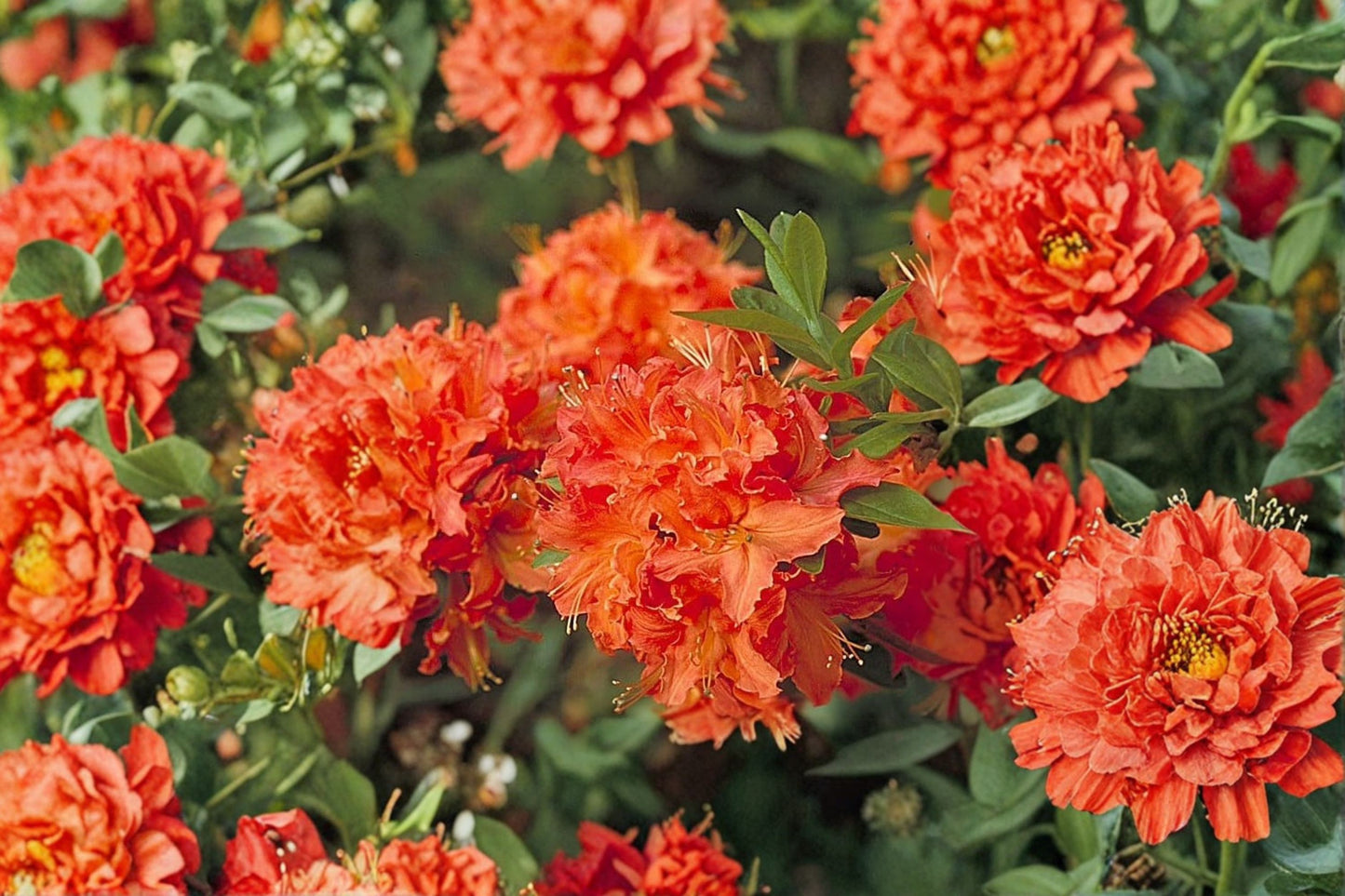 Mandarin Lights Deciduous Azalea Live Starter Plant – 7L Pot – Azalea x 'Mandarin Lights'