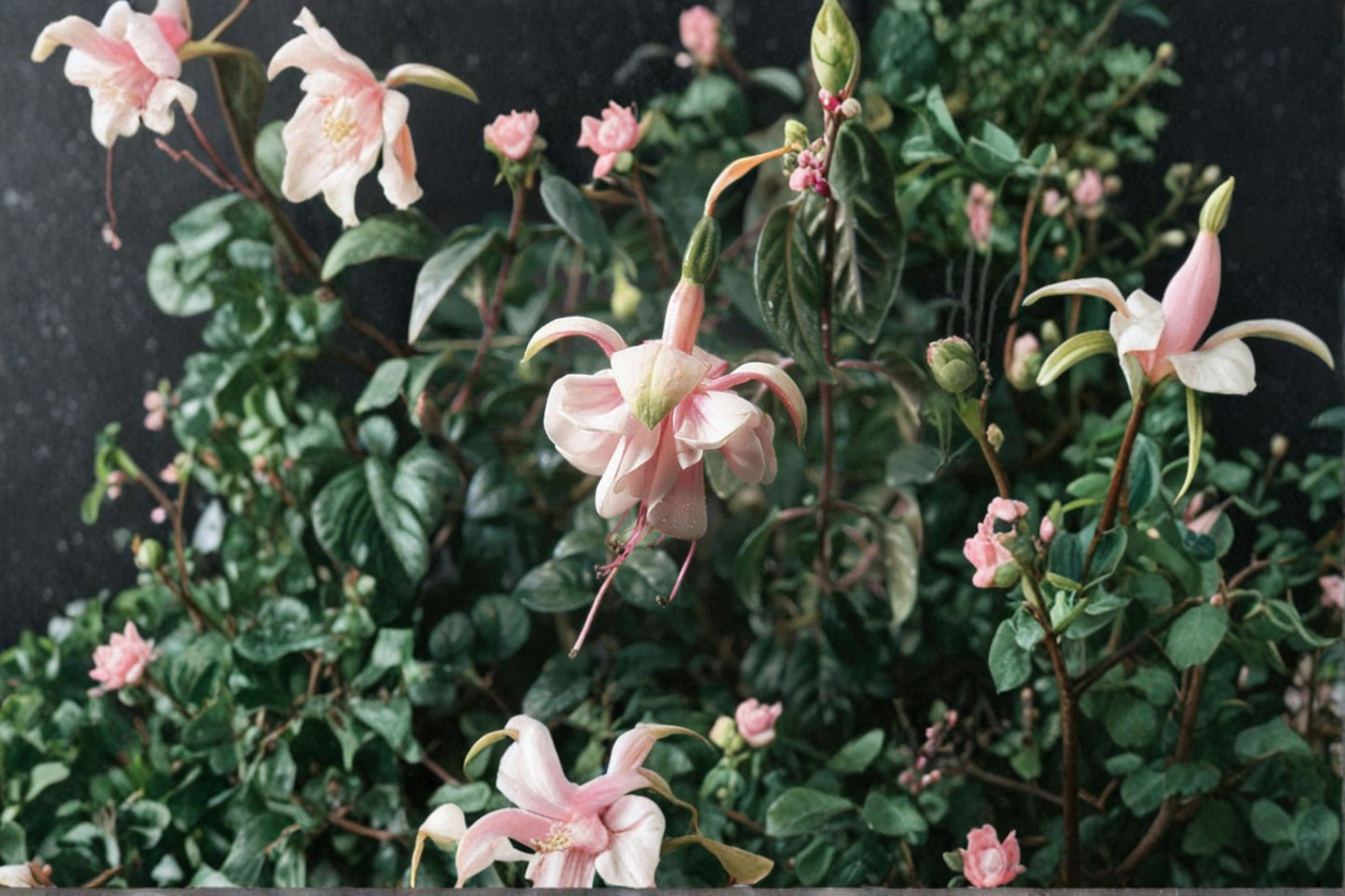 Fuchsia 'Southgate' Live Plug Plant – 1–3" Tall – Hardy Fuchsia with Pink & Purple Flowers