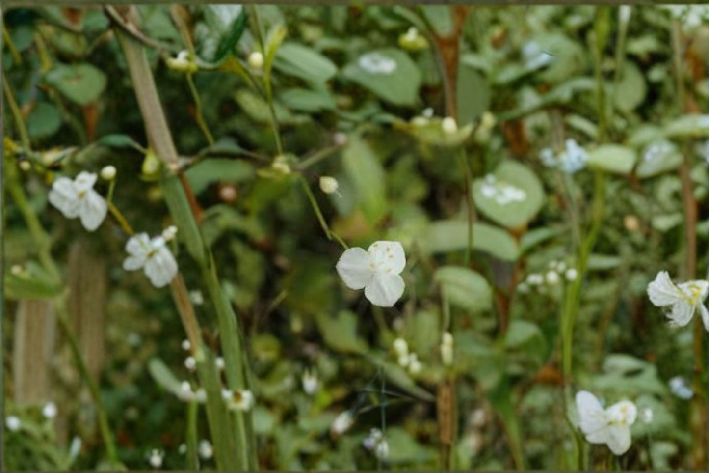 Tahitian Bridal Veil 10 Cuttings – Gibasis geniculata
