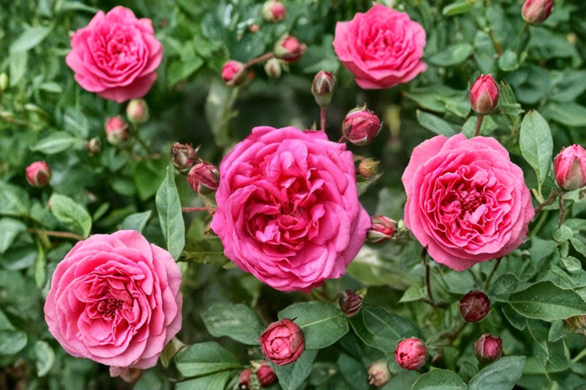 Laguna Climbing Rose Cuttings | 3 Fresh Unrooted Rose Cuttings | 6 Inch Live Rose Plant Cuttings | Climbing Rose Propagation