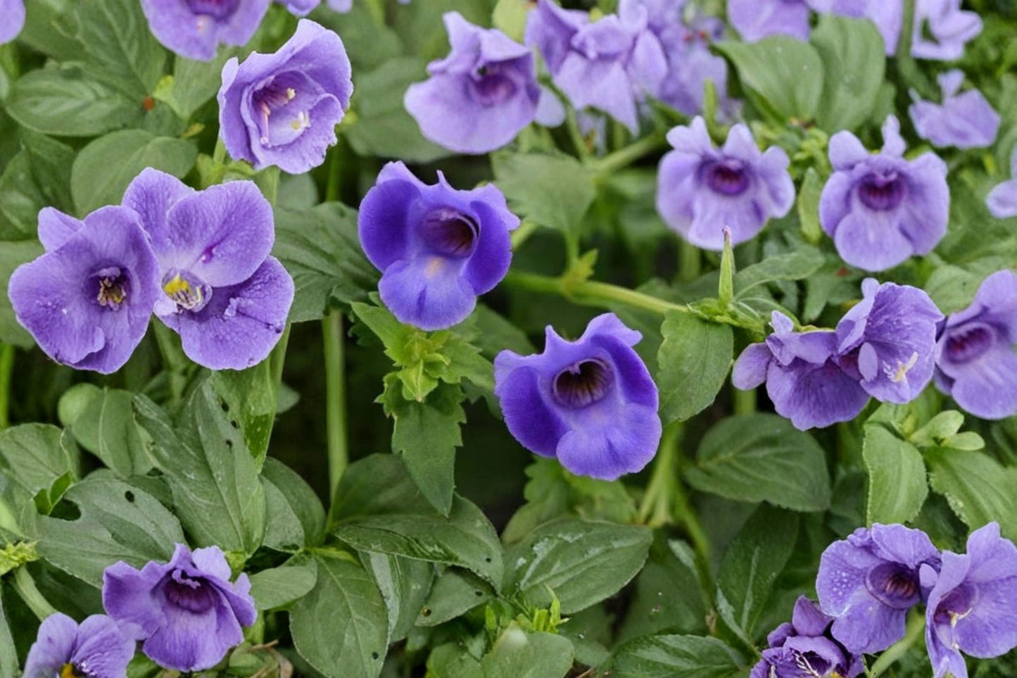 Torenia 'Summer Wave Trailing Large Blue' Live Plug Plant – 1–3" Tall – Blue Wishbone Flower